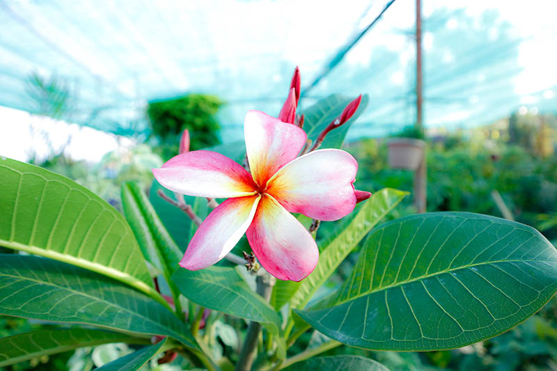 Plumeria Cutting It is a fragrant plant found mostly in the Pacific Islands