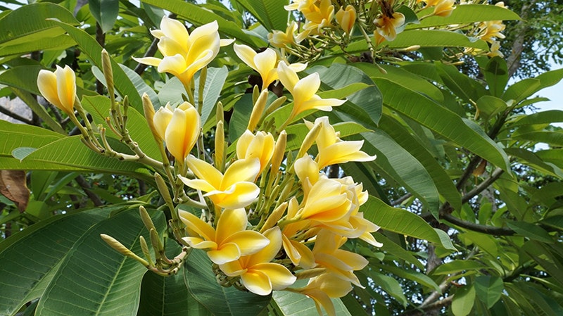 Plumeria Plant