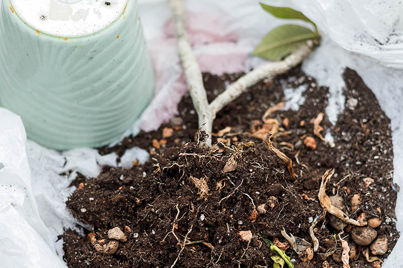 Plumeria plant on soil near the pot before potting