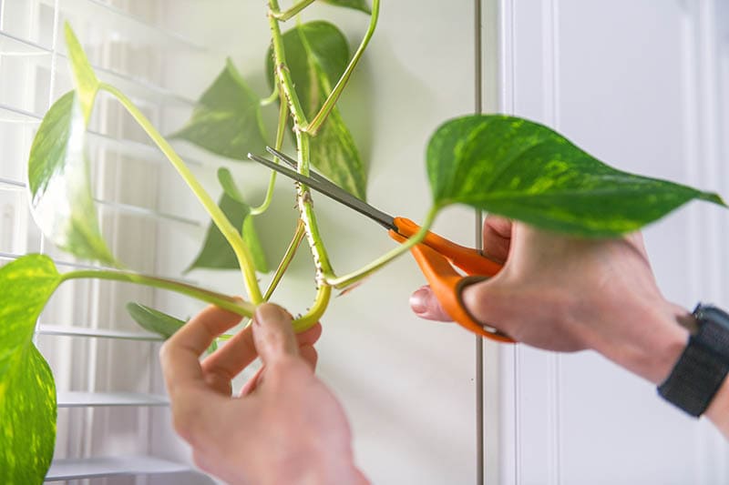 Pothos Plant Branch Being Cut Off for Propagation