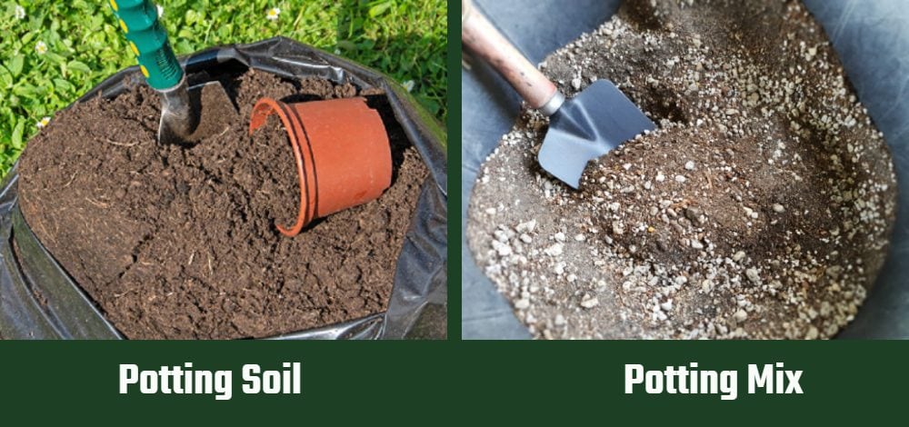 Potting Soil vs Potting Mix