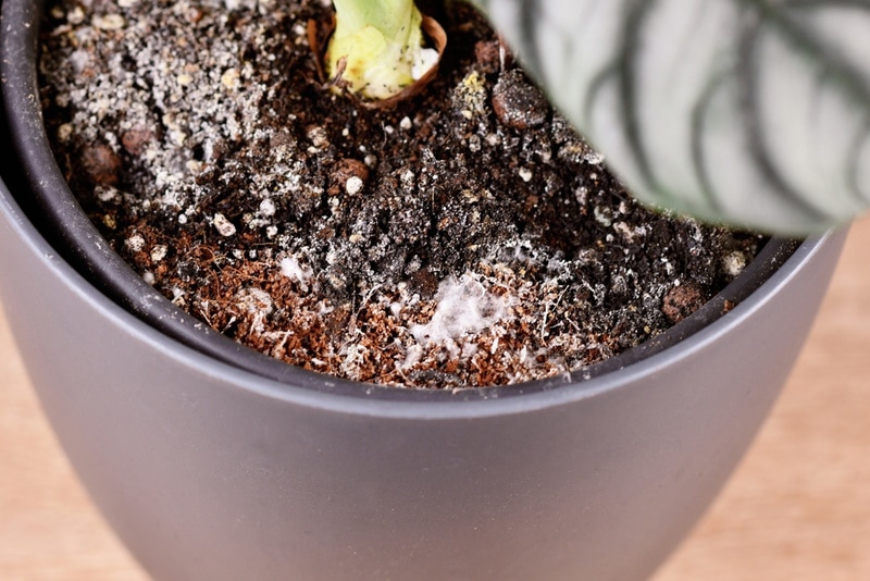 Potting soil with molds forming on top