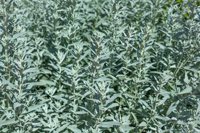Prairie Sage (Artemisia Ludoviciana)