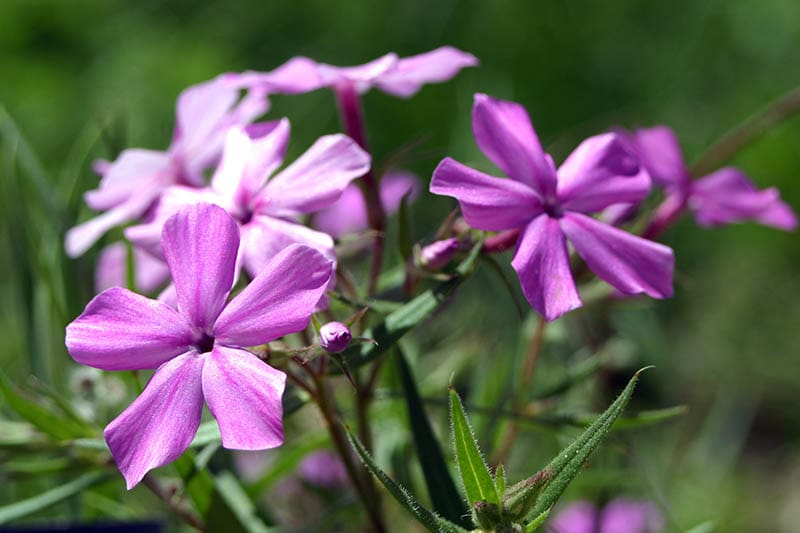 Prairie phlox (Phlox pilosa)
