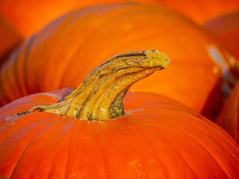 Pumpkin stem