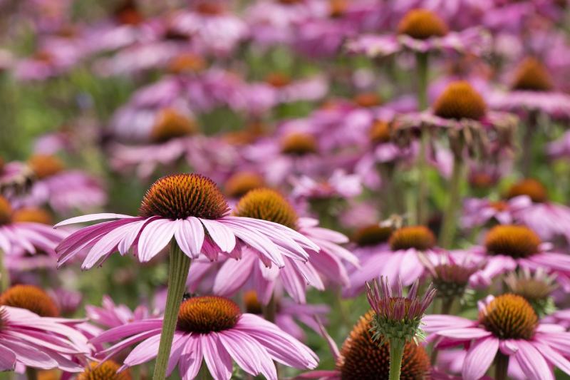 Purple Coneflower