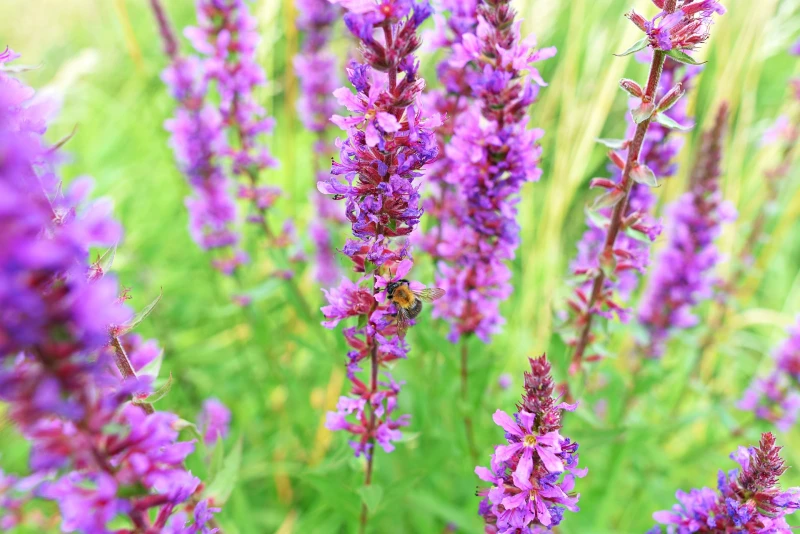 Purple Loosestrife (Lythrum salicaria)