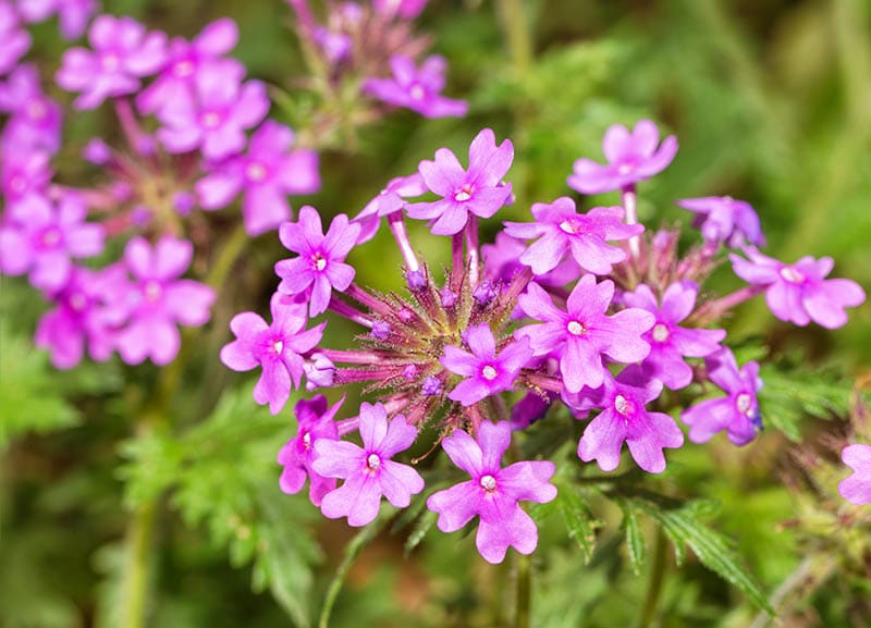 Purple Prairie Verbena flowers in spring
