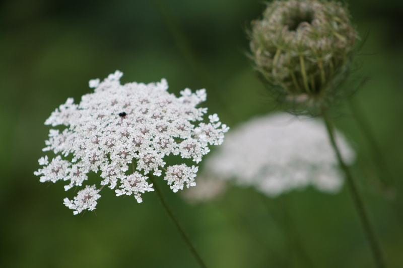 Queen Anne’s Lace flower