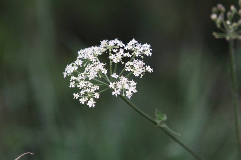 Queen Anne’s Lace plant isolated