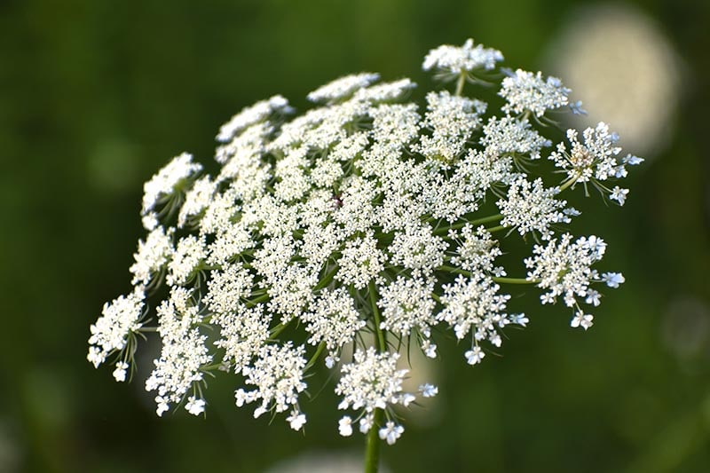 Queen Annes Lace Flower