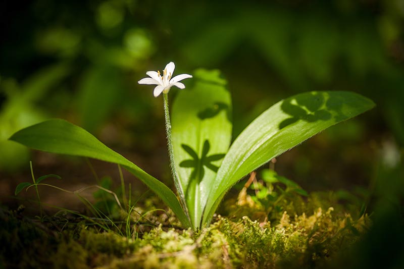 Queen’s Cup Wild Flower