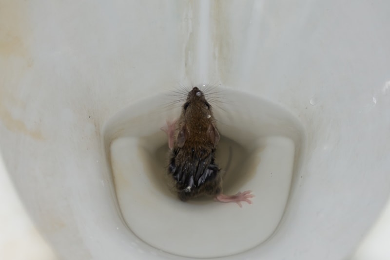 Rat trying to swim out of a toilet bowl