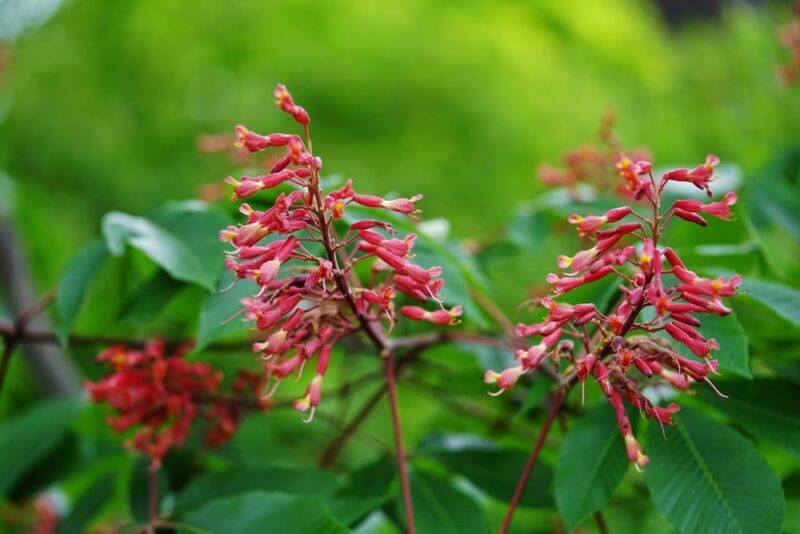 Red Buckeye