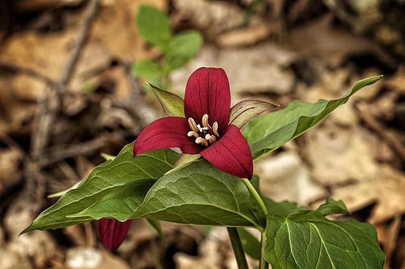 Red Trillium Flower