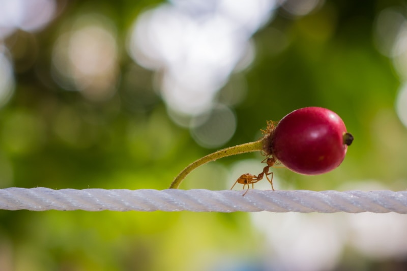 Red ant carrying a red fruit
