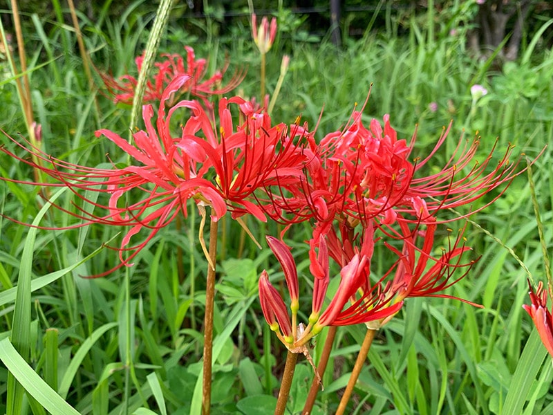 Red spider lily flowers in the park
