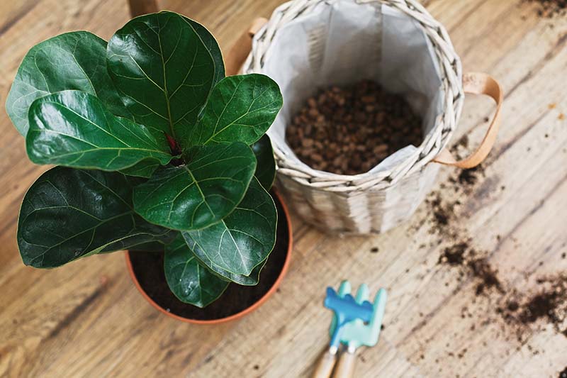 Repotting fiddle leaf fig tree in big modern pot