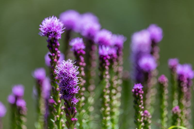 Rocky Mountain Gayfeather (Liatris Lingulistylis)