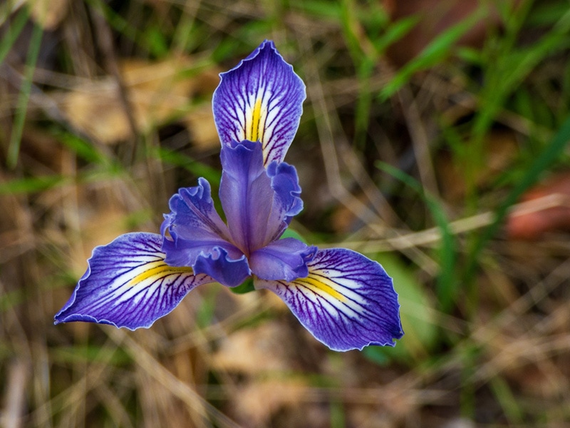 Rocky Mountain Iris