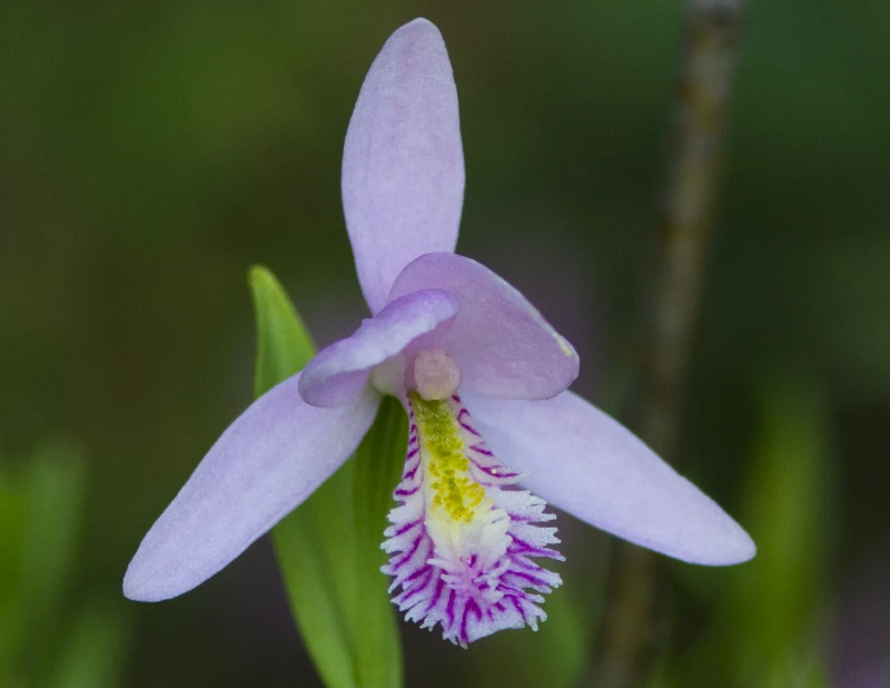Rose Pogonia or Snakemouth Orchid (Pogonia ophioglossoides)