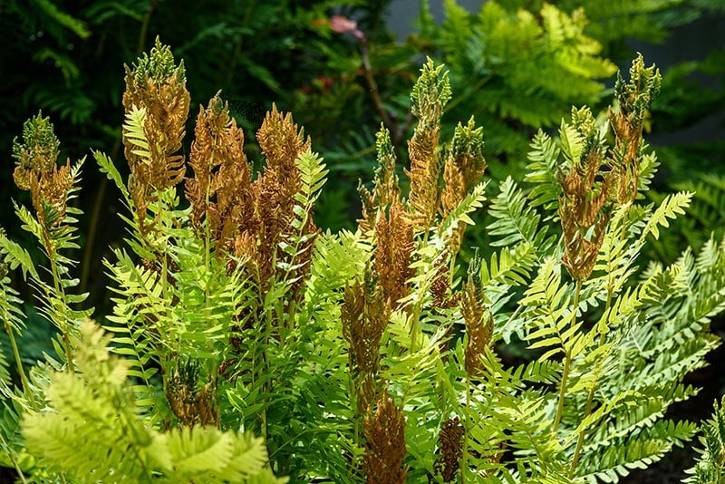 Royal fern plant