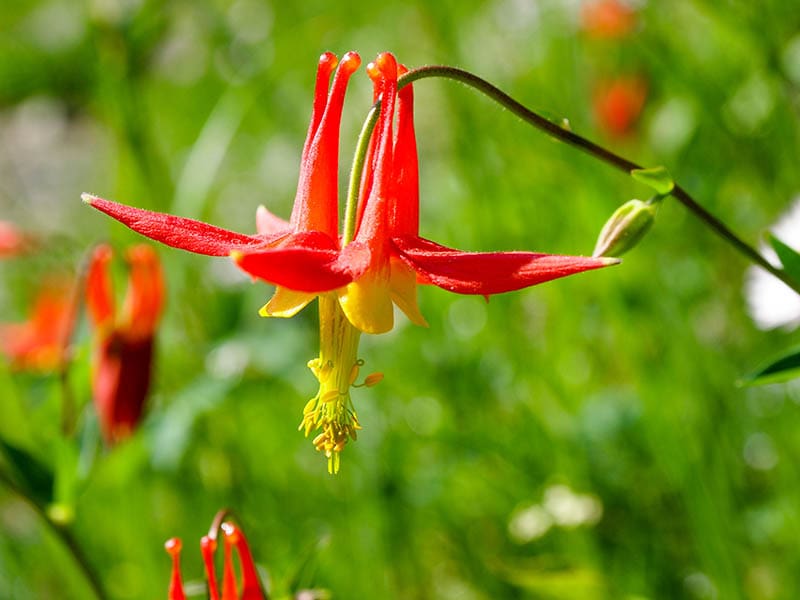 Scarlet gilia wild flower Washington Cascades close up