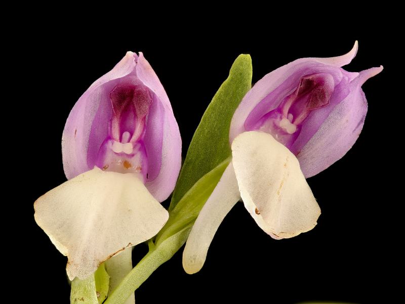Showy Orchid Wildflower (Galearis spectabilis)