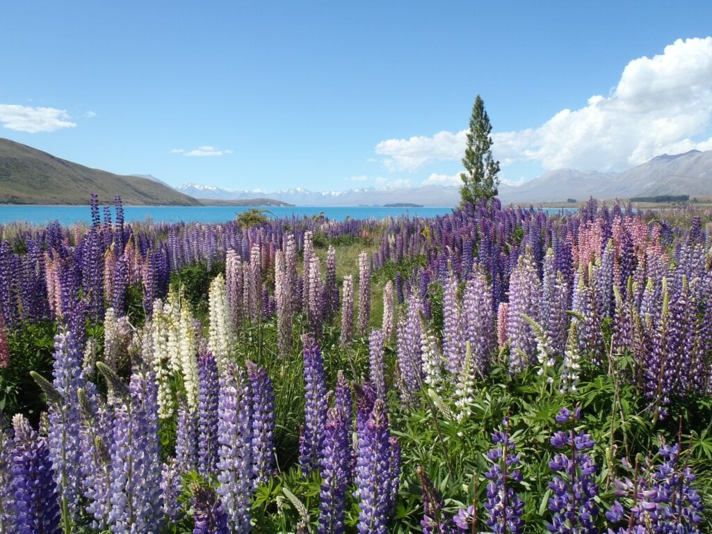 Silvery Lupine