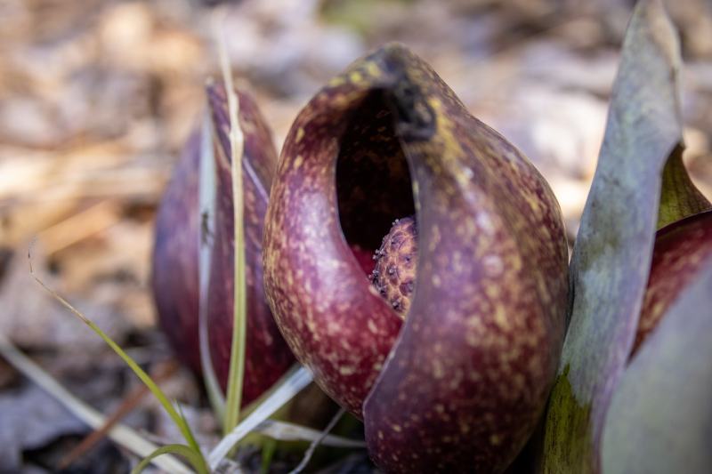 Skunk Cabbage