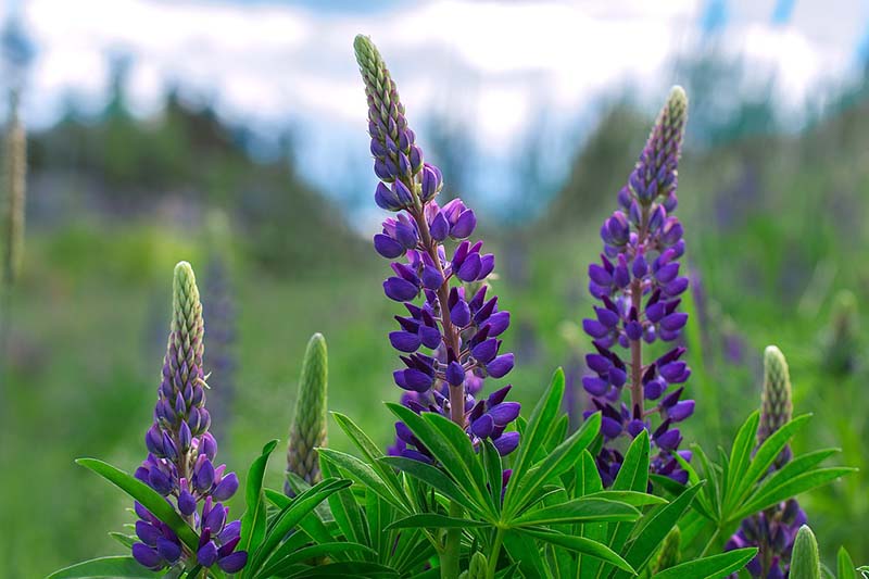 Sky Lupine Lupinus nanus