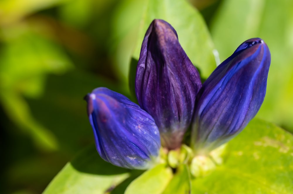 Soapwort Gentian