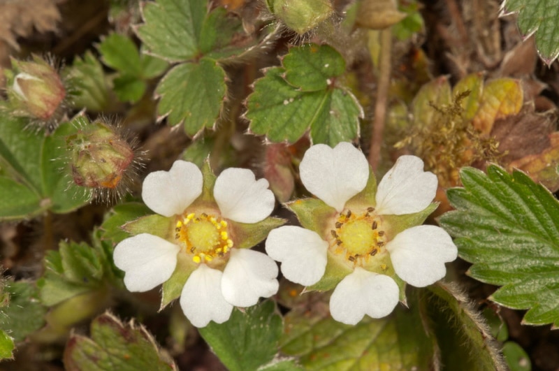 Southern Barren Strawberry flowers