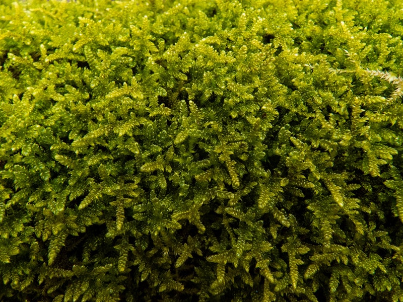 Sphagnum Moss
