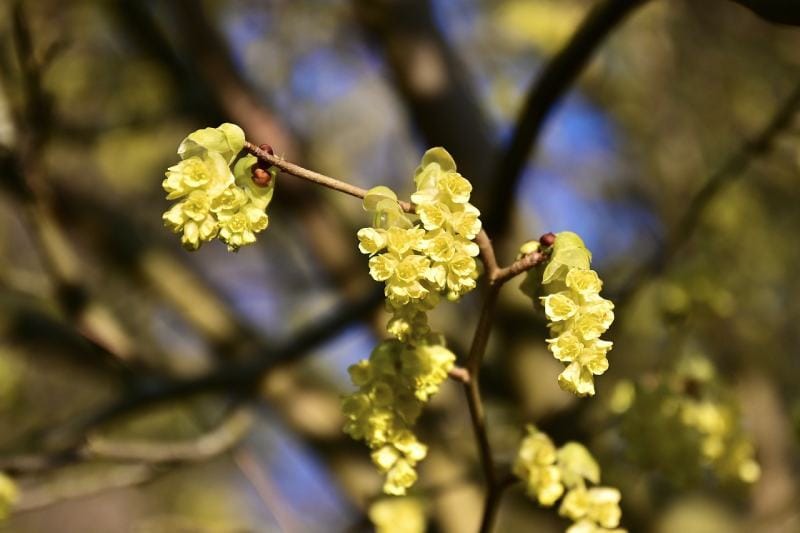 Spicebush (Lindera benzoin)