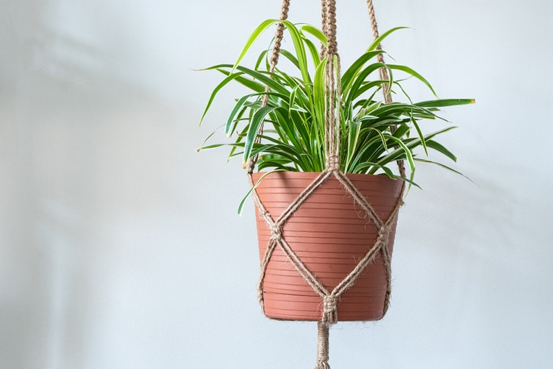 Spider Plants