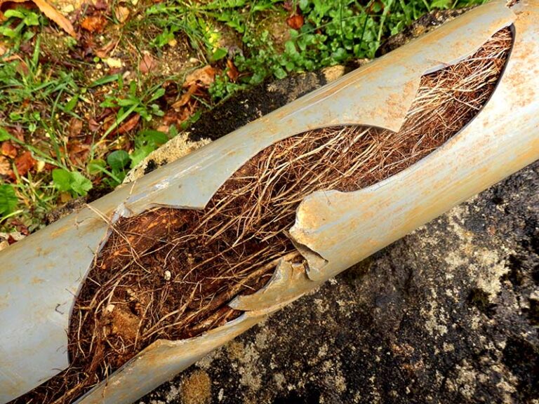 Clear Roots How to Clear Roots From Drain Pipes (5 Expert Tips) | Home Grail
