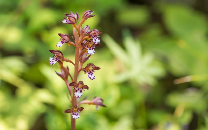 Spotted Coralroot orchid (Corallorhiza maculata)