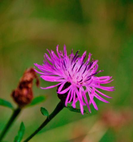 Spotted Knapweed Wildflower (Centaurea stoebe)