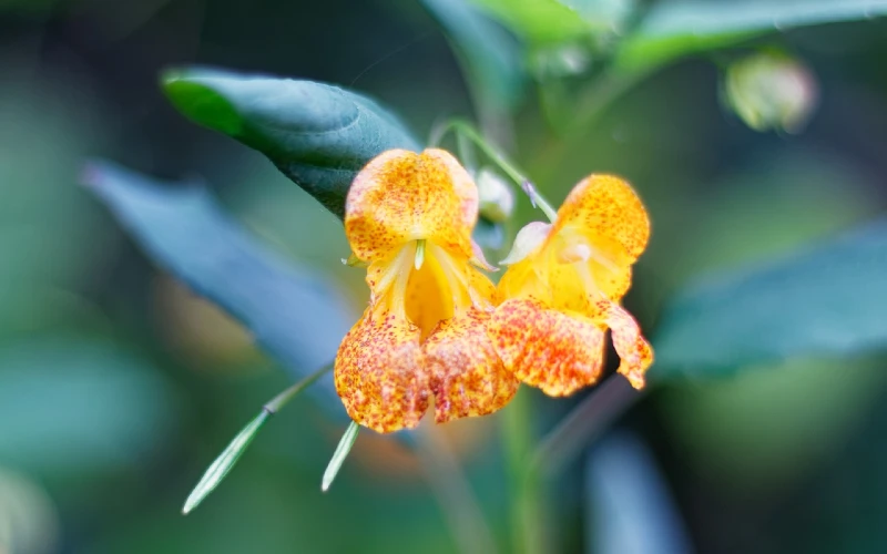 Spotted Touch-Me-Not (Impatiens capensis)