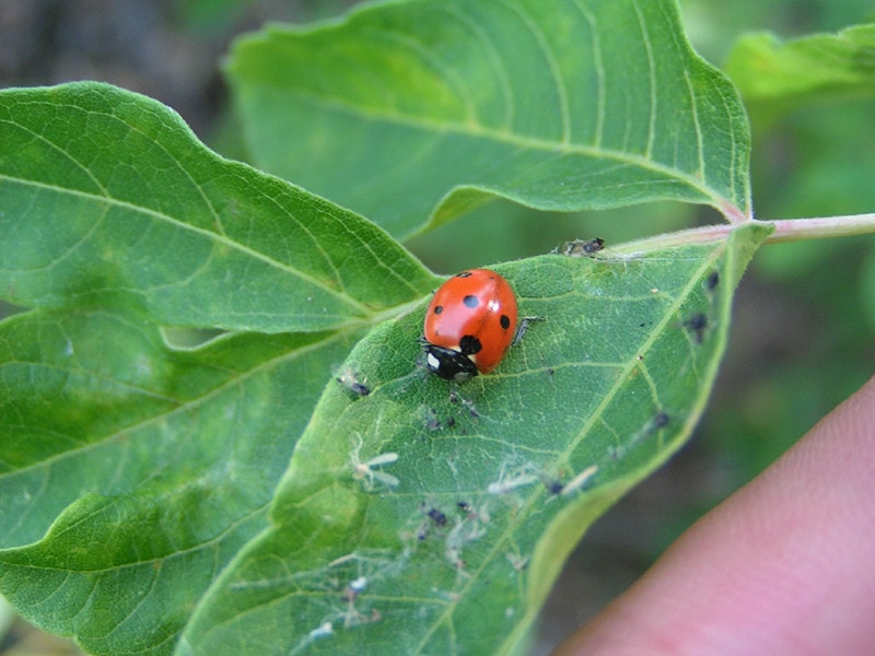 Squash Lady Beetle