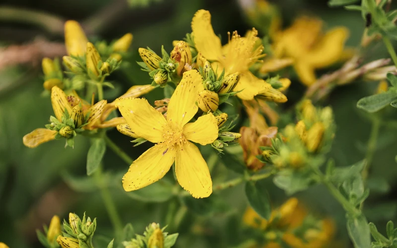 St. John’s Wort (Hypericum perforatum)