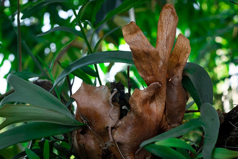 Staghorn Fern Brown Leaves