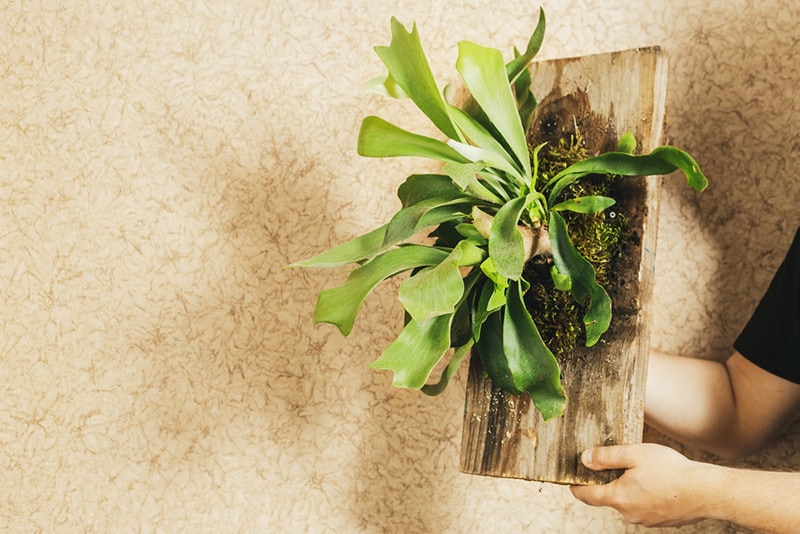 Staghorn Fern Mounted on Board. Ready to be hanged up to the wall