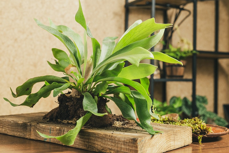 Staghorn Fern
