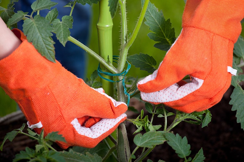 Staking cocktail tomato plants