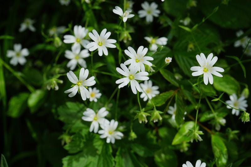 Star Chickweed flower (Stellaria pubera)