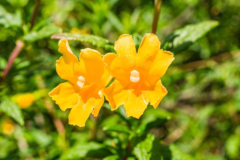 Sticky Monkey Flowers Diplacus aurantiacus