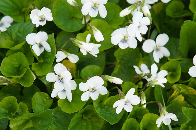 Sweet White Violet