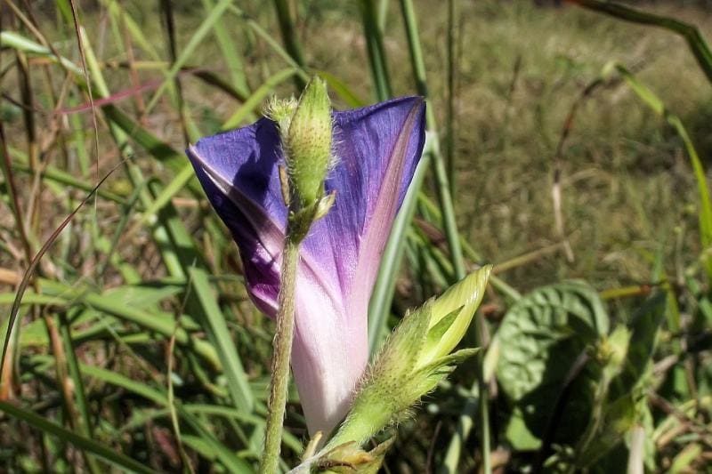 Tall Morning Glory Wildflower (Ipomoea purpurea)